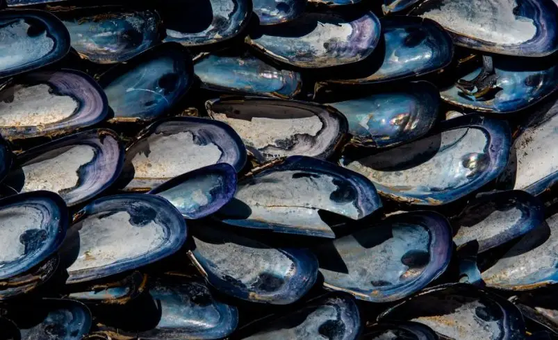 Concesiones de acuicultura en Los Lagos: el cuello de botella que frena al mejillón