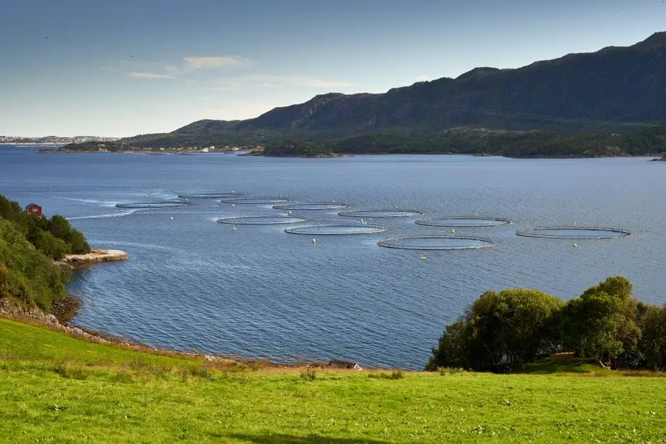 Regulación salmonera: empleo y futuro en Los Lagos